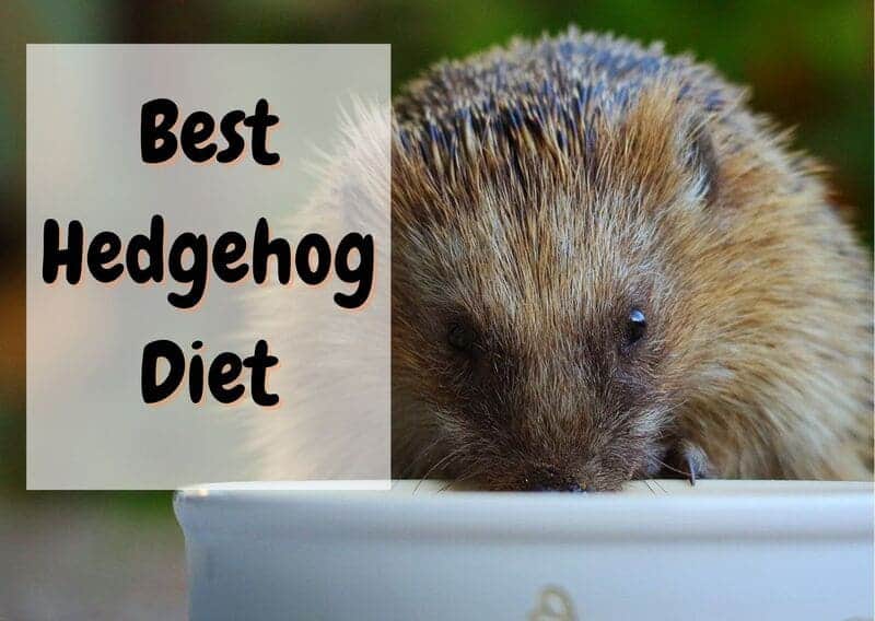 what do hedgehogs eat