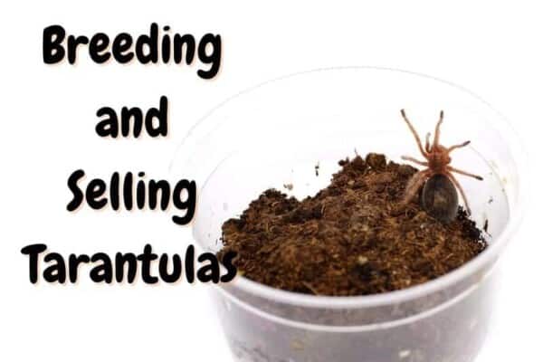 howto breed an d sell tarantulas