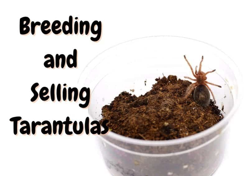 howto breed an d sell tarantulas