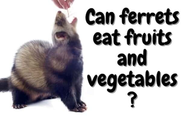 can ferrets eat fruits and vegetables