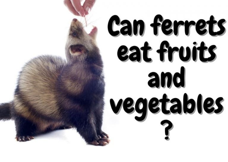 Can Ferrets Eat Fruits or Vegetables? The Pet Savvy