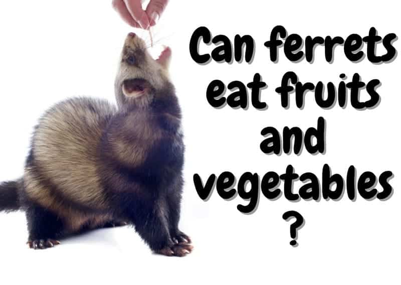 can ferrets eat fruits and vegetables