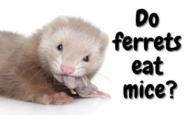 Do ferrets eat mice