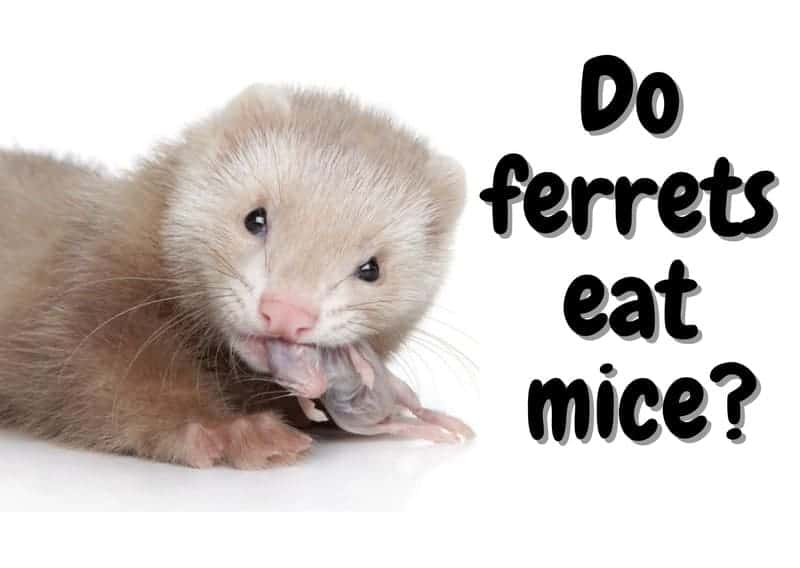 Do ferrets eat mice