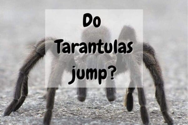 do tarantulas jump