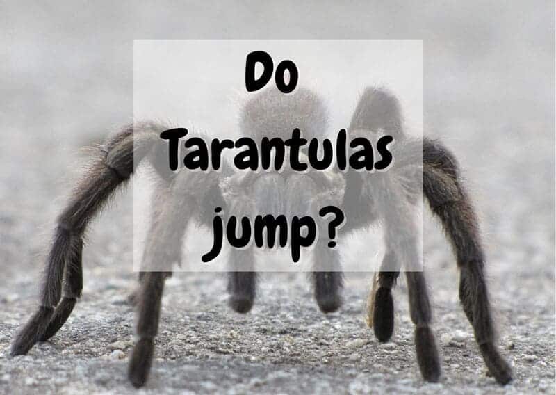 do tarantulas jump