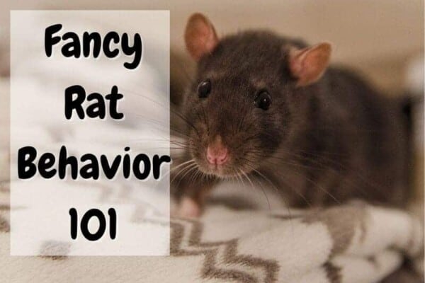 fancy rat behavior
