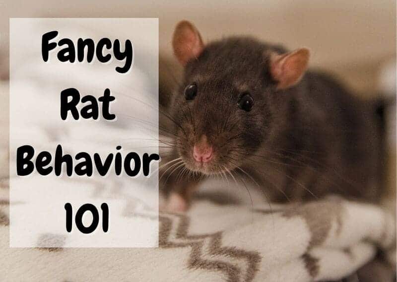 fancy rat behavior