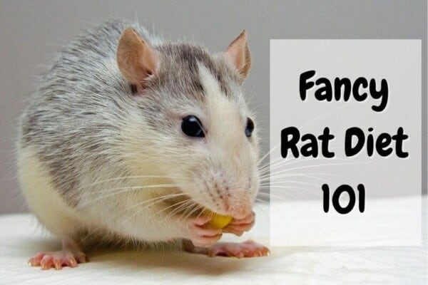 what do pet rats eat