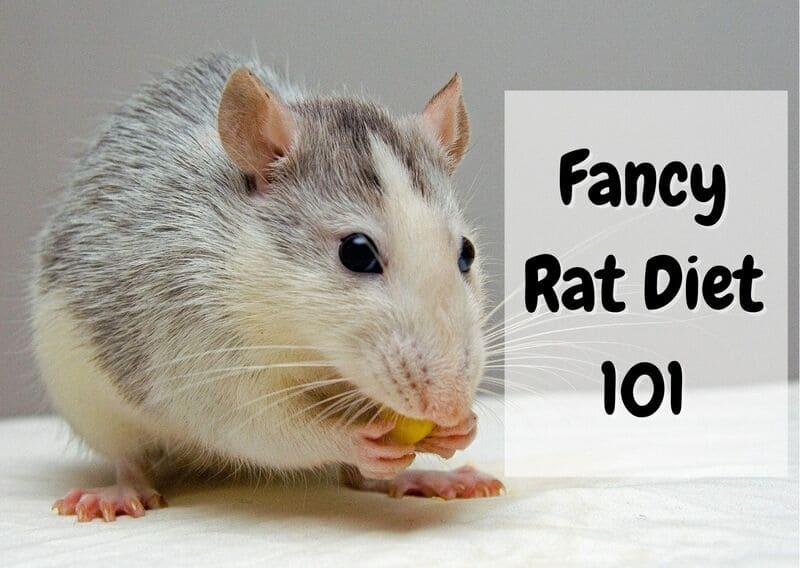 what do pet rats eat