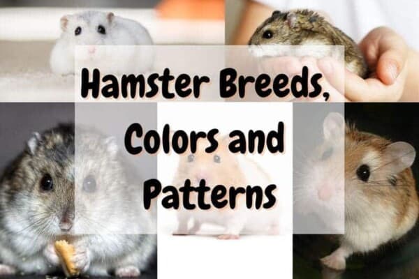 hamster breeds, colors and patterns