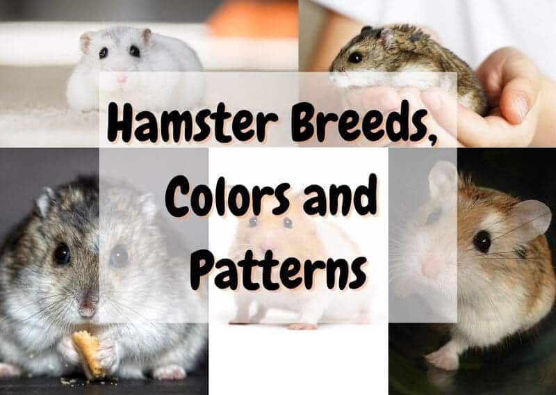 hamster breeds, colors and patterns