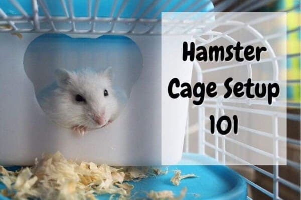 how to set up a hamster cage