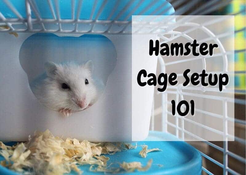 how to set up a hamster cage