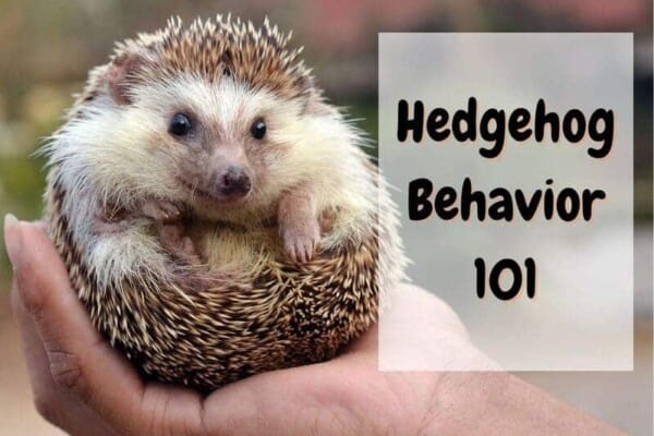 Hedgehog Behavior – What is Your Hedgehog Expressing?