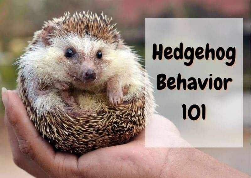 hedgehog behavior