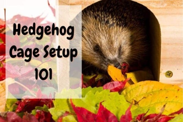 how to set up a hedgehog cage