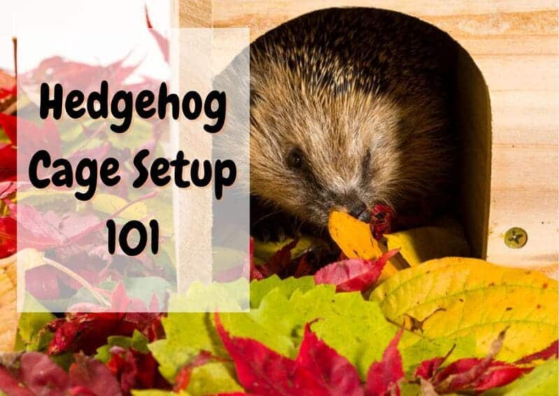 how to set up a hedgehog cage