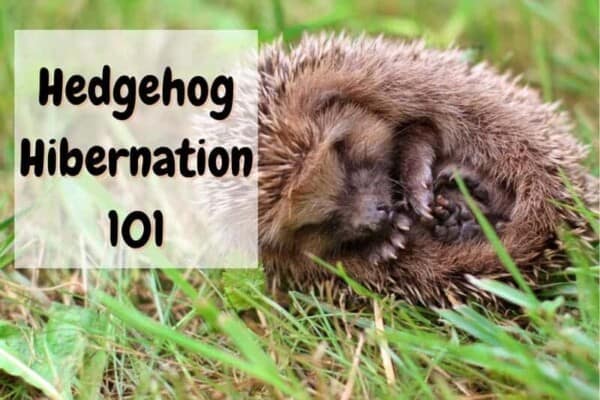 hedgehog hibernation