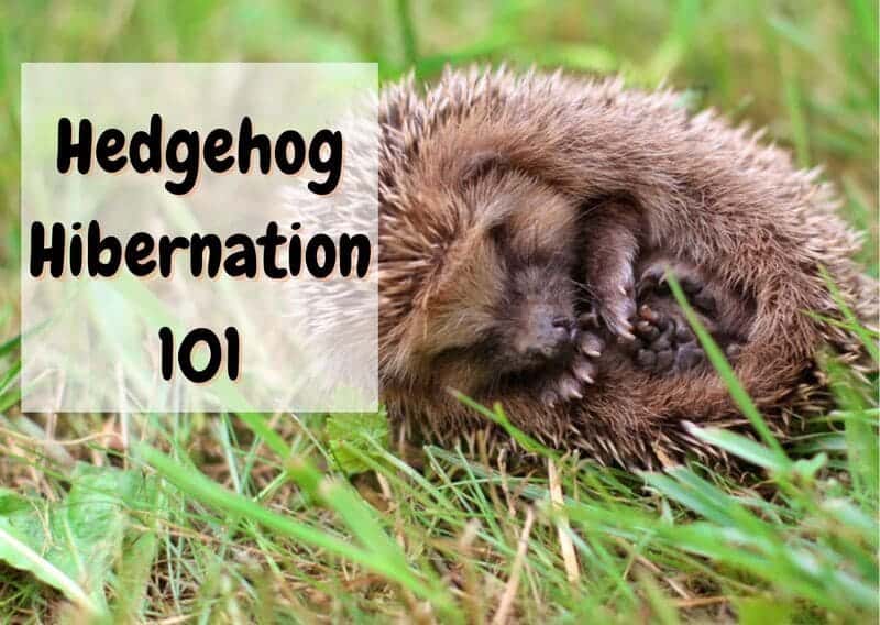 hedgehog hibernation