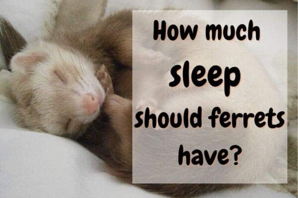 how much sleep should ferrets have