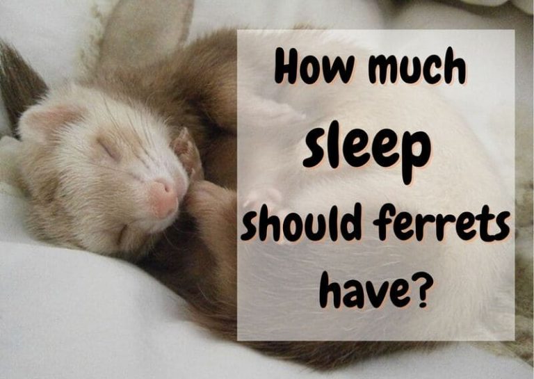 How Much Sleep Should A Ferret Have? The Pet Savvy