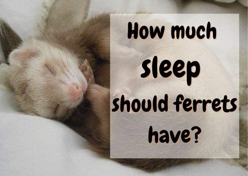 how much sleep should ferrets have