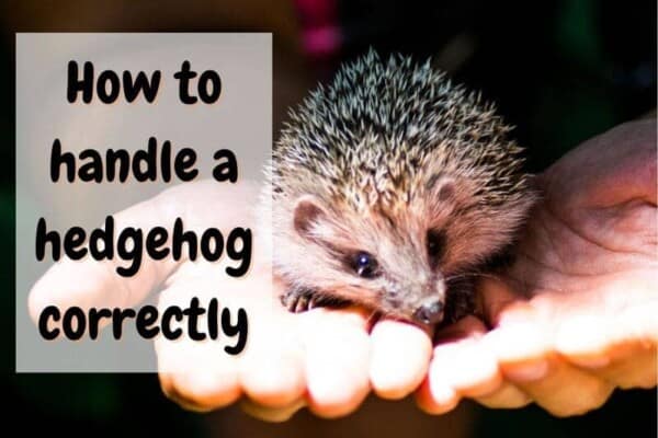 how to handle a hedgehog