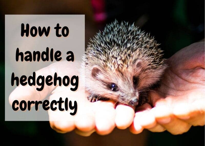 how to handle a hedgehog