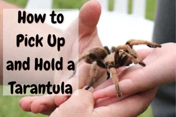 how to handle a tarantula