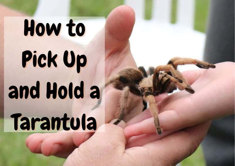 how to handle a tarantula