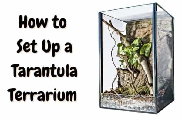 how to set up a tarantula terrarium