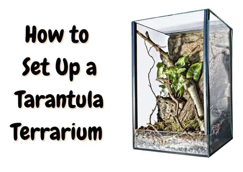 how to set up a tarantula terrarium