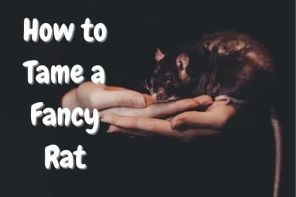 how to tame a fancy rat