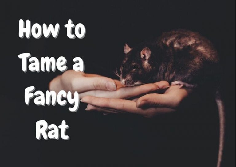 7 Easy Steps To Tame Your Pet Rat The Pet Savvy
