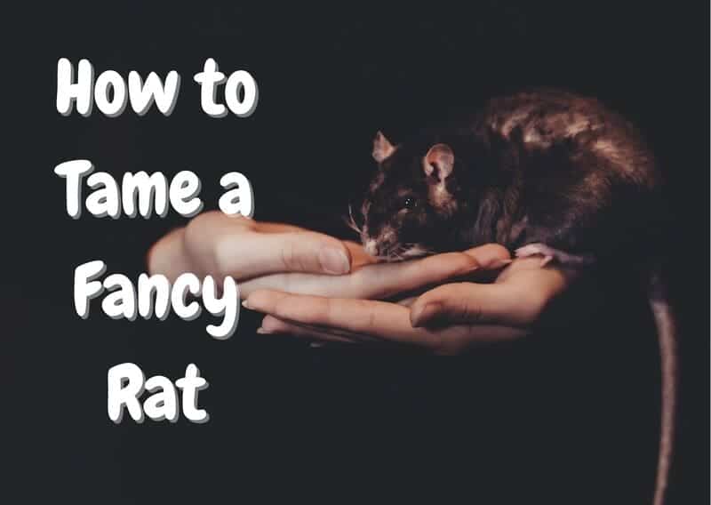 how to tame a fancy rat