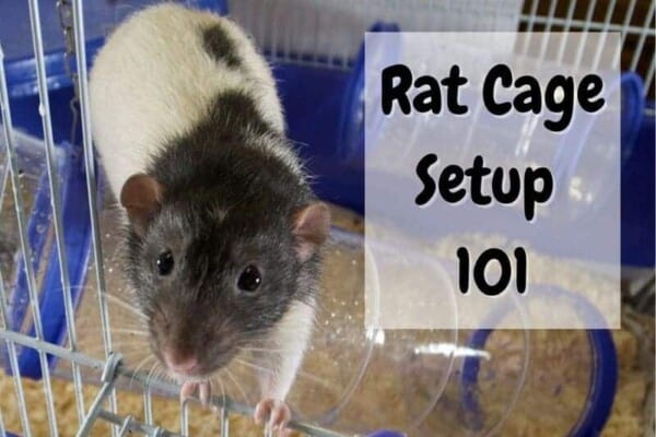 rat cage setup