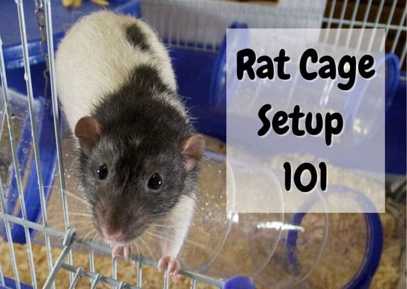 rat cage setup