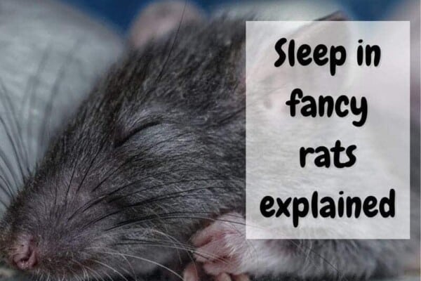 are rats nocturnal