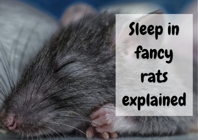 Are Rats Nocturnal? Rat Sleep 101 The Pet Savvy
