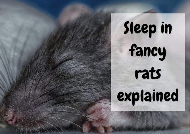 are rats nocturnal