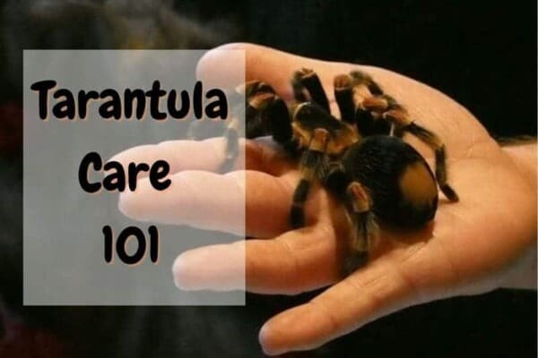 How To Care For a Tarantula – 8 Useful Tips
