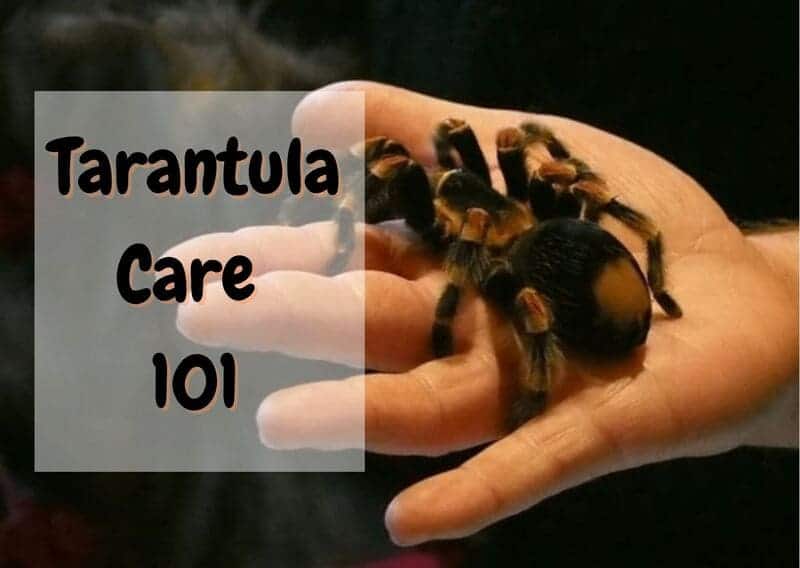how to care for a tarantula