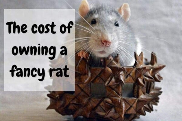 how much do pet rats cost