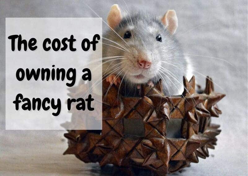 how much do pet rats cost