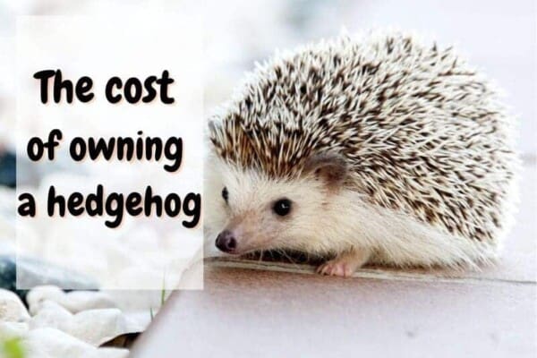 how much do hedgehogs cost