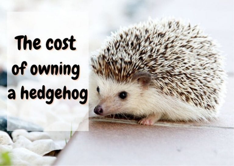 How much do Hedgehogs Cost? (2023 Update) The Pet Savvy