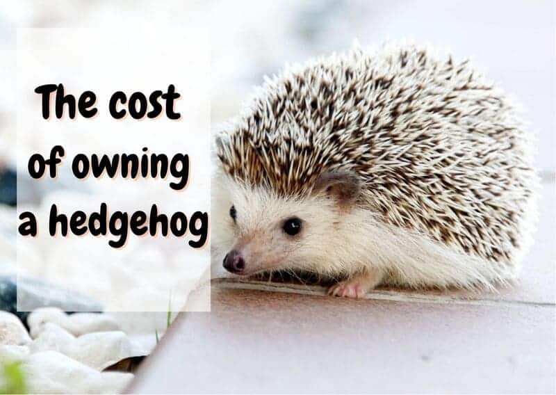 how much do hedgehogs cost