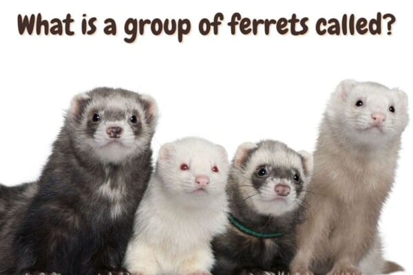 what is a group o ferrets called