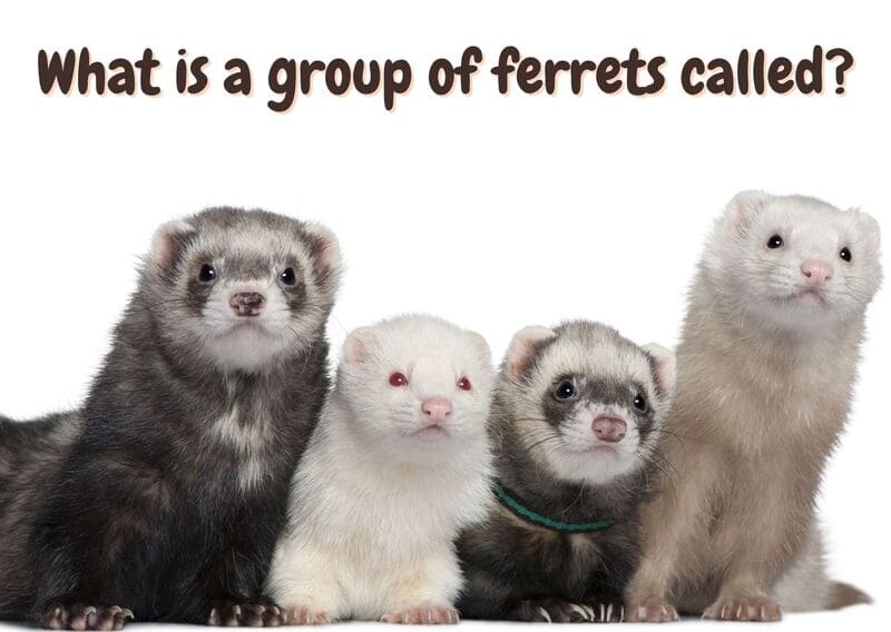what is a group o ferrets called